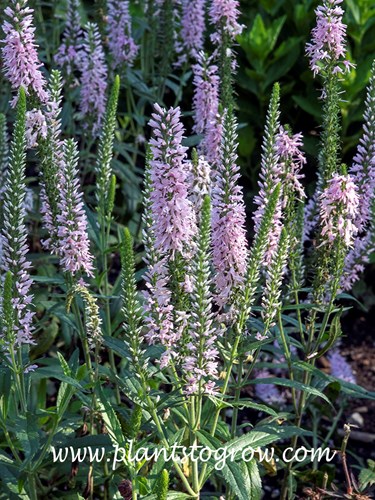 Pink Moody Blues Veronica (Veronica spicata)